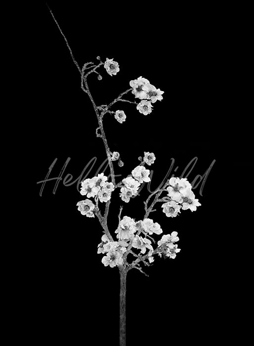 Image of Balck and White Cherry Blossom