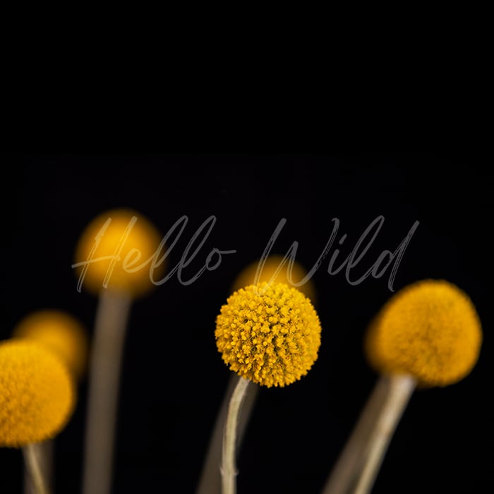 Image of Billy Buttons -Black#1