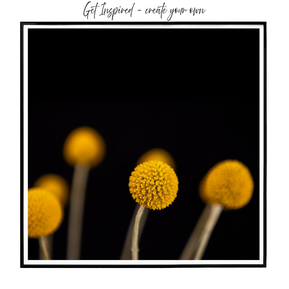 Image of Billy Buttons -Black#1