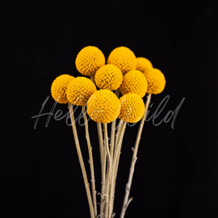 Image of Billy Buttons Black and Yellow #2