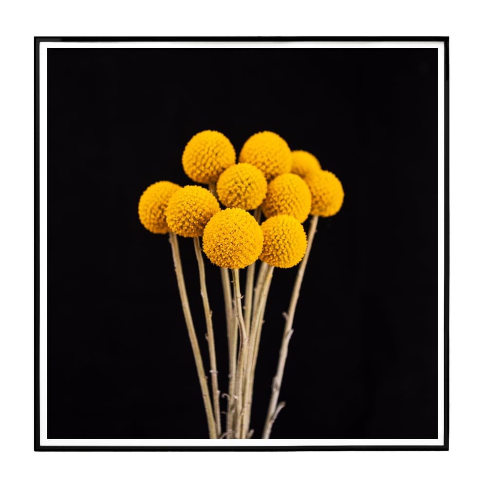 Image of Billy Buttons Black and Yellow #2