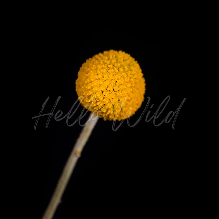 Image of Billy Buttons Black and Yellow #3