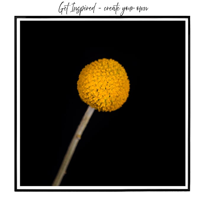 Image of Billy Buttons Black and Yellow #3