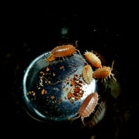 Image 2 of Porcellio Laevis - Isopods 