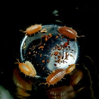 Image 4 of Porcellio Laevis - Isopods 