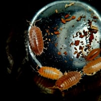 Image 1 of Porcellio Laevis - Isopods 