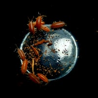 Image 2 of Porcellionides Sexfasciatus - Powder Orange