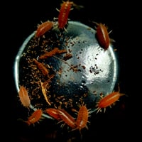 Image 1 of Porcellionides Sexfasciatus - Powder Orange