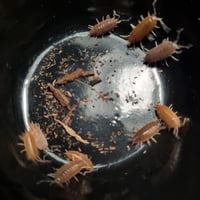 Image 3 of Porcellionides Sexfasciatus - Powder Orange