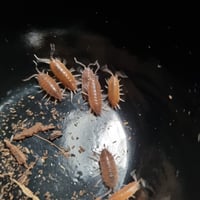 Image 4 of Porcellionides Sexfasciatus - Powder Orange