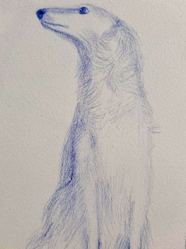 The Borzoi 2 ~ Original drawing 