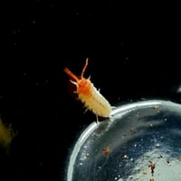 Image 1 of New for 2026 - 'Koi' Porcellio Scaber 