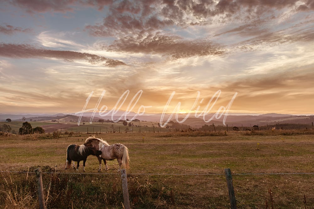 Image of Hugging Horses