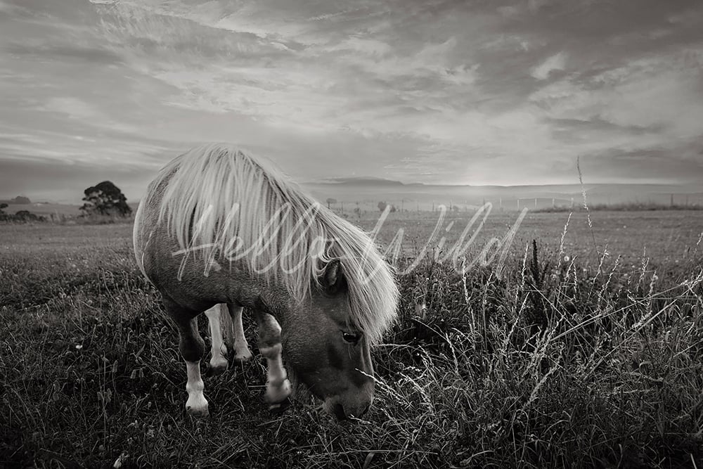 Image of The Quiet Pony