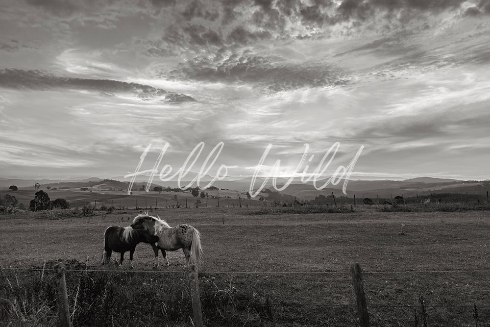 Image of Hugging Horses Black & White 