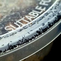 New for 2026 - Blue springtails (Micro)