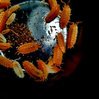 Image 4 of New for 2026 - 'Koi' Porcellio Scaber 