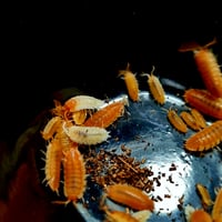 Image 2 of New for 2026 - 'Koi' Porcellio Scaber 