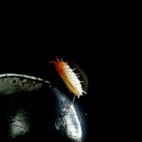 Image 3 of New for 2026 - 'Koi' Porcellio Scaber 