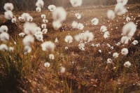 Image 3 of 'Ulla'  – Giclée-trykk på syrefritt kunstpapir