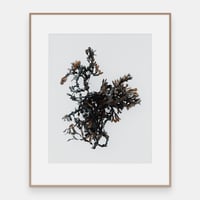 Image 2 of Tang En