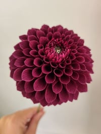 Image 2 of Pompom Dahlia Tutorial