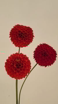 Image 5 of Pompom Dahlia Tutorial