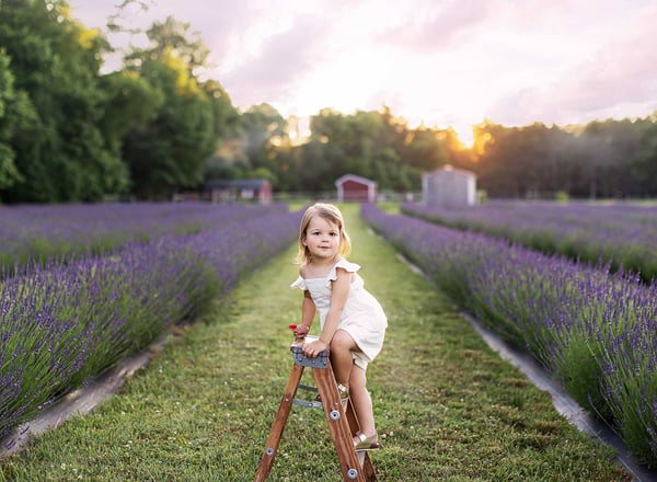Image of Lavender Mini Sessions- June 6, 2026 at Abbotts + Oak