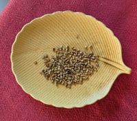 Image 6 of Meadow Checkermallow  (Sidalcea campestris)