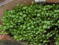 Image 10 of Coyote Bush  (Baccharis pilularis ssp. consanguinea)