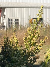 Image 8 of Coyote Bush  (Baccharis pilularis ssp. consanguinea)
