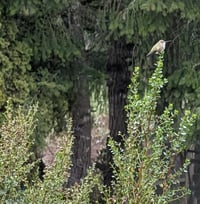 Image 9 of Coyote Bush  (Baccharis pilularis ssp. consanguinea)