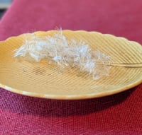 Image 11 of Coyote Bush  (Baccharis pilularis ssp. consanguinea)