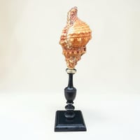 Image 3 of Coquillage escargot Bursa Rubetta sur socle en bois tourné  Napoléon III fin XIXe  