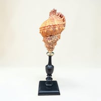 Image 5 of Coquillage escargot Bursa Rubetta sur socle en bois tourné  Napoléon III fin XIXe  