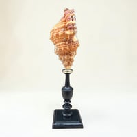 Image 4 of Coquillage escargot Bursa Rubetta sur socle en bois tourné  Napoléon III fin XIXe  