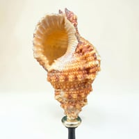 Image 6 of Coquillage escargot Bursa Rubetta sur socle en bois tourné  Napoléon III fin XIXe  