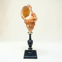 Image 1 of Coquillage escargot Bursa Rubetta sur socle en bois tourné  Napoléon III fin XIXe  