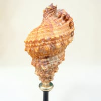 Image 7 of Coquillage escargot Bursa Rubetta sur socle en bois tourné  Napoléon III fin XIXe  
