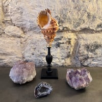 Image 2 of Coquillage escargot Bursa Rubetta sur socle en bois tourné  Napoléon III fin XIXe  