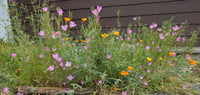 Image 6 of Clarkia Mix