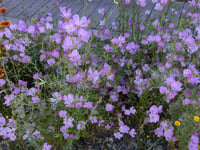 Image 3 of Clarkia Mix