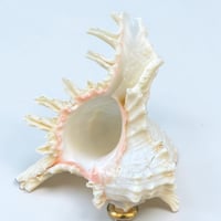 Image 8 of Coquillage Murex blanc sur socle en bois tourné noirci fin XIXe -  Cabinet de curiosités 