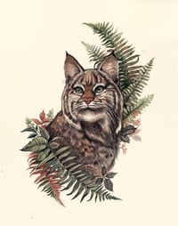 Untamed Love - Bobcat