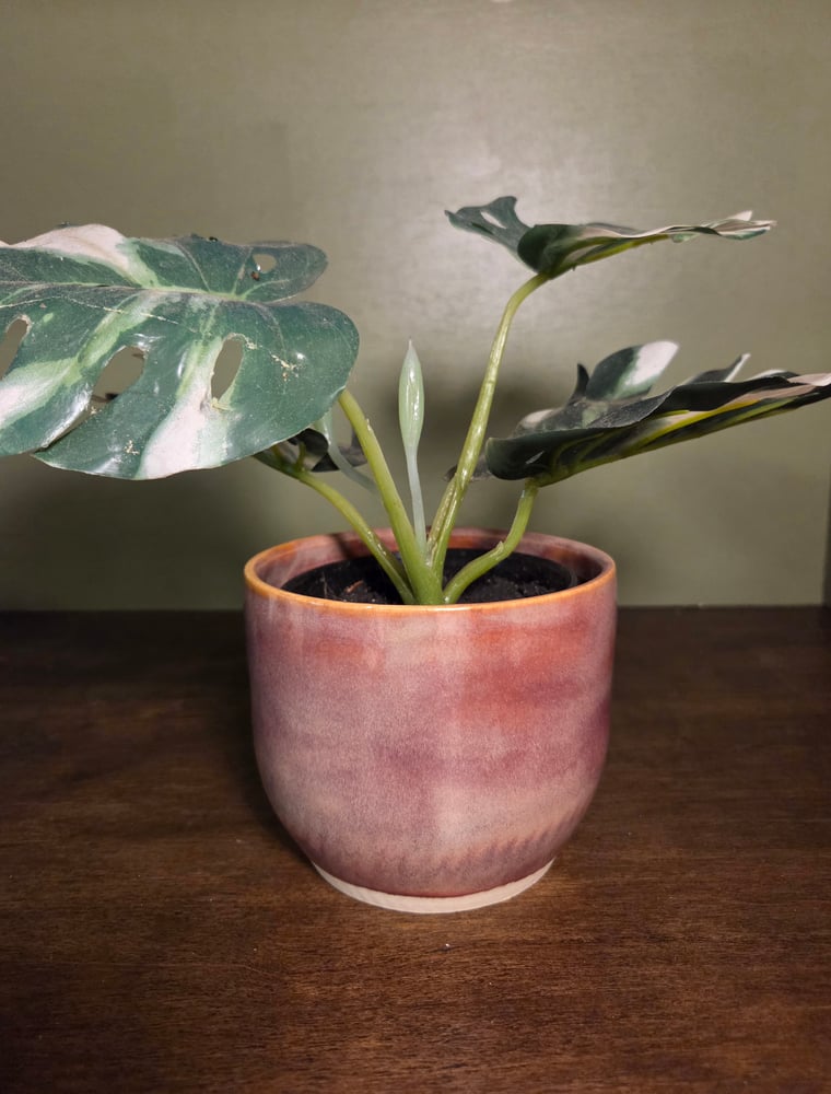 Image of Purplish pot