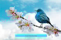 Gold Membership $50 per month