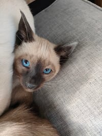 Siamese Retired Queen