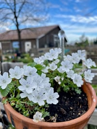 Image 1 of Baby Blue Eyes : Nemophila menziesii