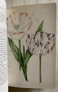 Image 2 of In Your Garden Again Vita Sackville-West