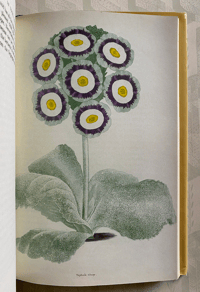 Image 3 of In Your Garden Again Vita Sackville-West